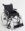 Rollstuhl Action1 R silbergrau>>>>SB 43 cm